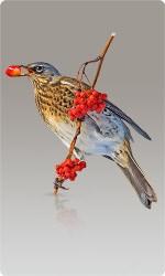 Сетка от птиц