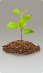 Сетки для защиты саженцев