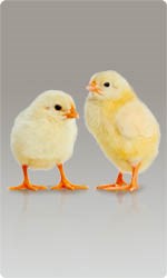 Сетки для птичника