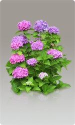 Сетка пластиковая садовая