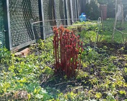 Кустодержатель, высота 0,75 м, диаметр 0,4 м, металл - фото 20395