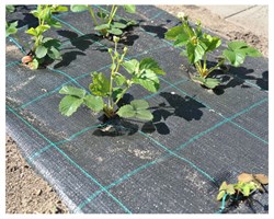 Агроткань застилочная от сорняков фасованная, плотность 100 гр/м2 (1,1 м х 10 м) - фото 20613