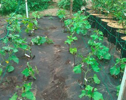 Сетка для огурцов шпалерная  Ф-190 2*5 м - фото 21333