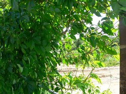 Сетка для огурцов шпалерная Ф-170, 500 м - фото 21342