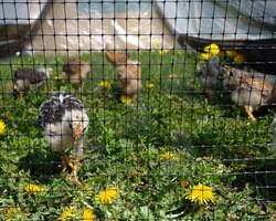 Сетка универсальная строительная У-22 - фото 21365