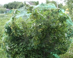 Сетка от птиц Ягодка У-20, 4*5 м - фото 21463