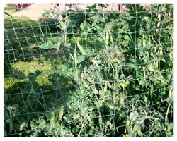 Сетка для гороха Ф-100, 1*6 м, хаки - фото 21483