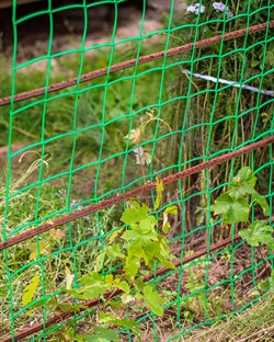 Сетка для поддержки винограда Ф-90, 1*10 м, зеленая - фото 21568