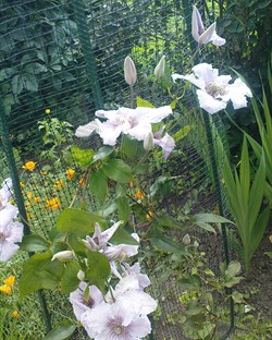 Сетка для опоры клематисов У-22, 1*6 м, хаки - фото 21571