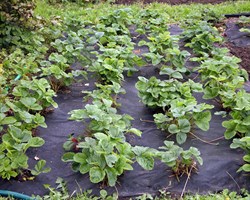 Спанбонд укрывной СЛ-60, плотность 60 г/м2, 3,2*10 м в пакете черный - фото 21593