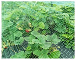 Сетка от птиц для защиты урожая У-6, 2*10 м - фото 23259