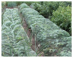 Сетка от птиц для защиты урожая У-6, 2*10 м - фото 23260