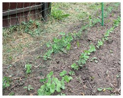 Сетка для гороха У-45, 1*6 м, хаки - фото 23263