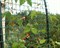 Пластиковая сетка садовая СР-50, 1*20 м, хаки - фото 21536